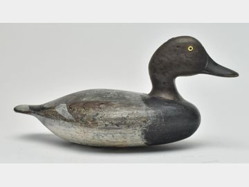 Gadwall, Stevens brother, Weedsport, New York.