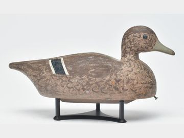 Mallard hen, Clay Tillett, Kitty Hawk, North Carolina