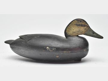Black duck, Jack English, Florence, New Jersey
