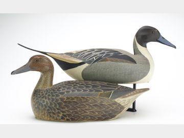 Pair of pintails, Heck Whittington, Oglesby, Illinois.