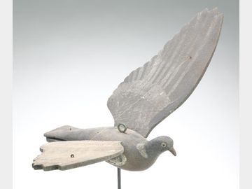 English wood pigeon with applied mechanics.