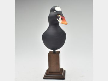 Scoter bust, Ramsey Schrader, Milton, Delaware