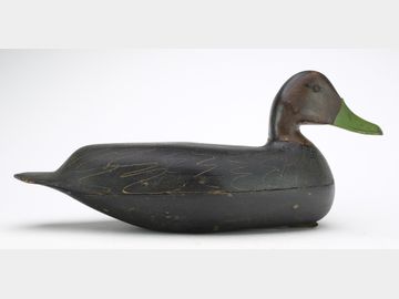 Black duck, Gene Hendrickson, Lower Bank, New Jersey