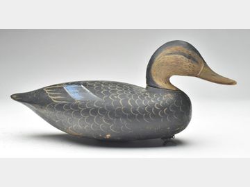 Black duck, Ira Hudson, Chincoteague, Virginia.
