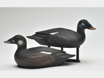 Pair of miniature scoters, Sean Sutton, Paulsboro, New Jersey