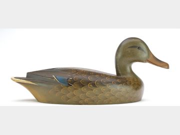 Mallard hen, Reg Bloom, Kingston, Ontario.