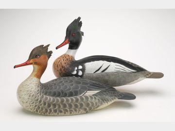 Pair of mergansers, Ronald Justis, Chincoteague, Virginia.