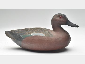 Cinnamon teal, Charles Lynch, Louisiana.
