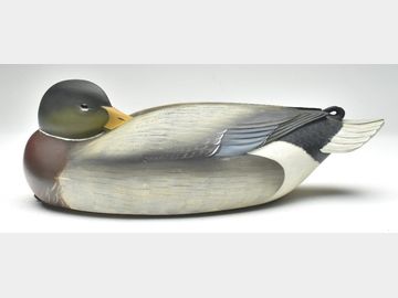Excellent sleeping mallard, George Strunk, Glendora, New Jersey.