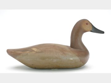 Canvasback hen, Norris Pratt, Kemblesville, Pennsylvania.