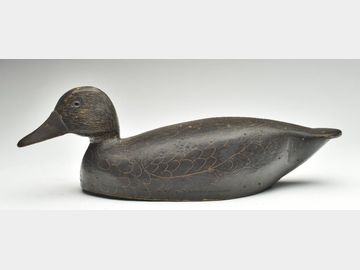 Black duck, Will Smith, Belleville, Ontario.