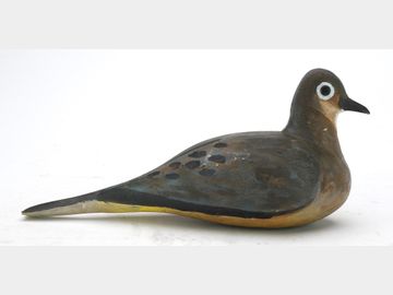 Rare dove, Fred Nickerson, Villagedale, Nova Scotia.