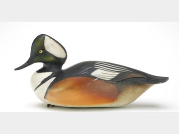 Hooded merganser, Sean Sutton, Paulsboro, New Jersey.