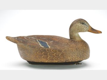 Mallard hen, Ben Schmidt, Detroit, Michigan.