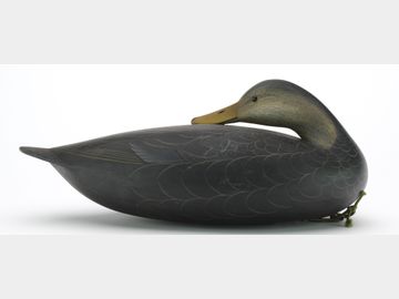 Black duck, George Strunk, Glendora, New Jersey.
