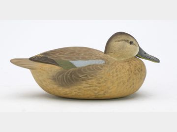 Blue wing teal hen, Bob White, Tullytown, Pennsylvania