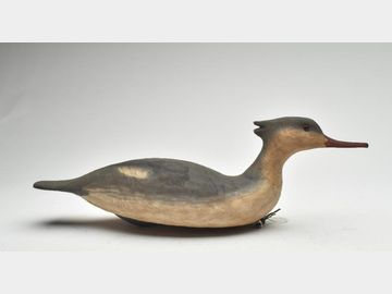 Swimming merganser hen, Cigar Daisey, Chincoteague, Virginia