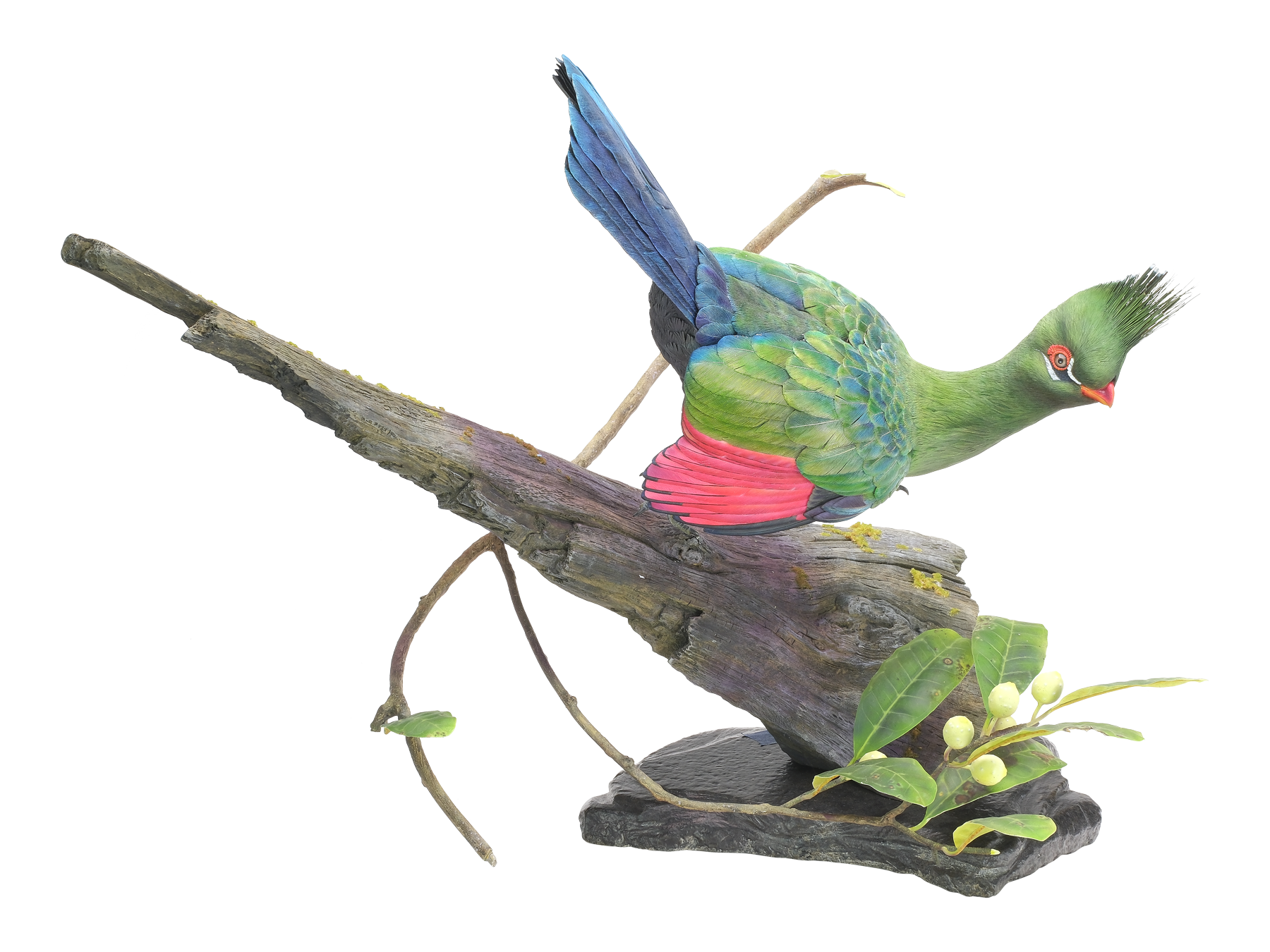 Decorative Livingstone's turaco, Thomas Horn, Emmaus, Pennsylvania ...