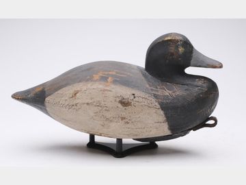 Bluebill, Reggie Birch, Chincoteague, Virginia.