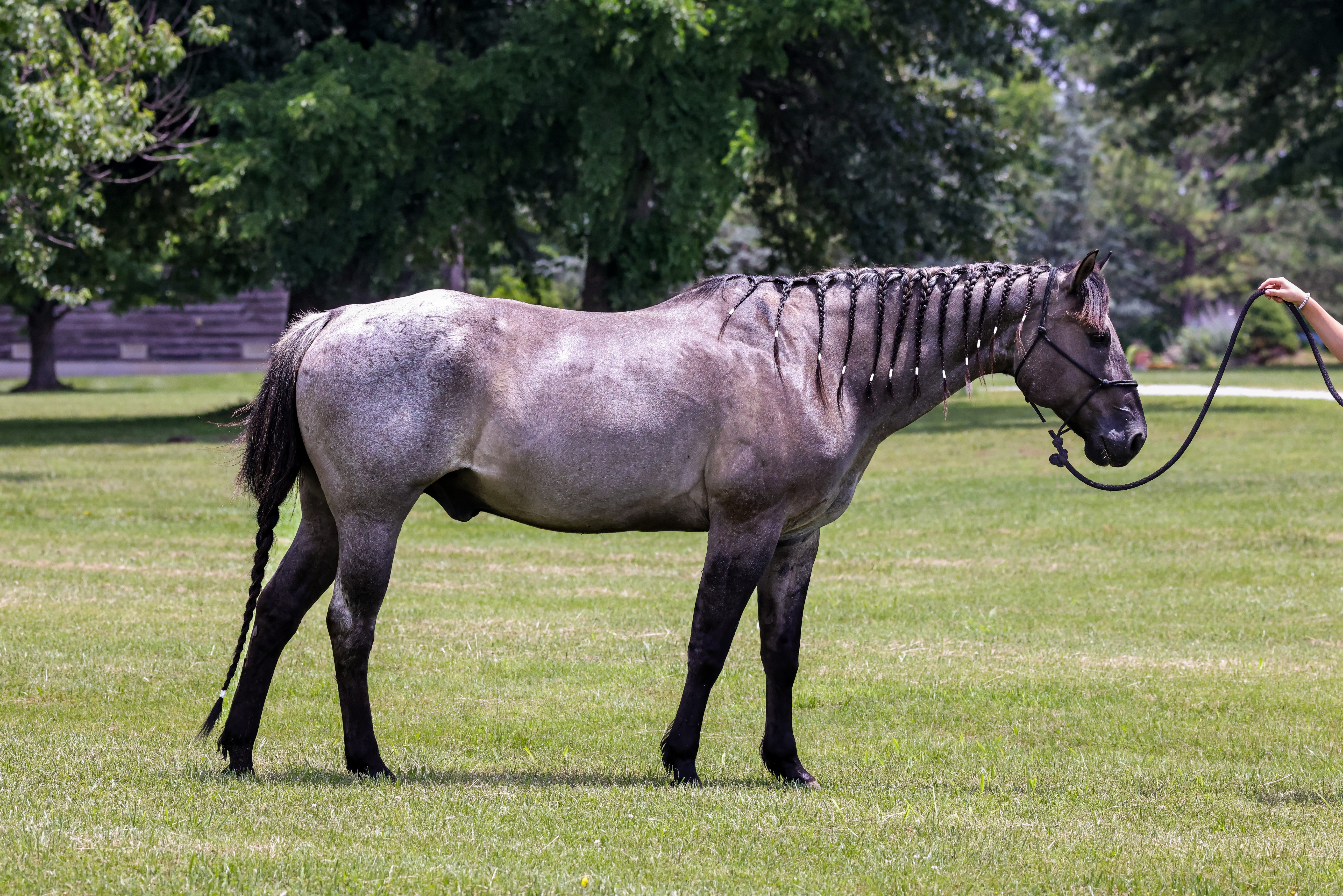 Blue | Magic Horse Auction