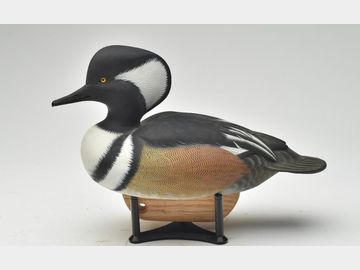 Hooded Merganser, Tom Matus, Kuna, Idaho