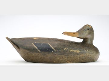 Mallard hen from the midwest, 2nd quarter 20th century.