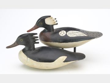 Pair of mergansers, Cigar Daisey, Chincoteauge, Virginia