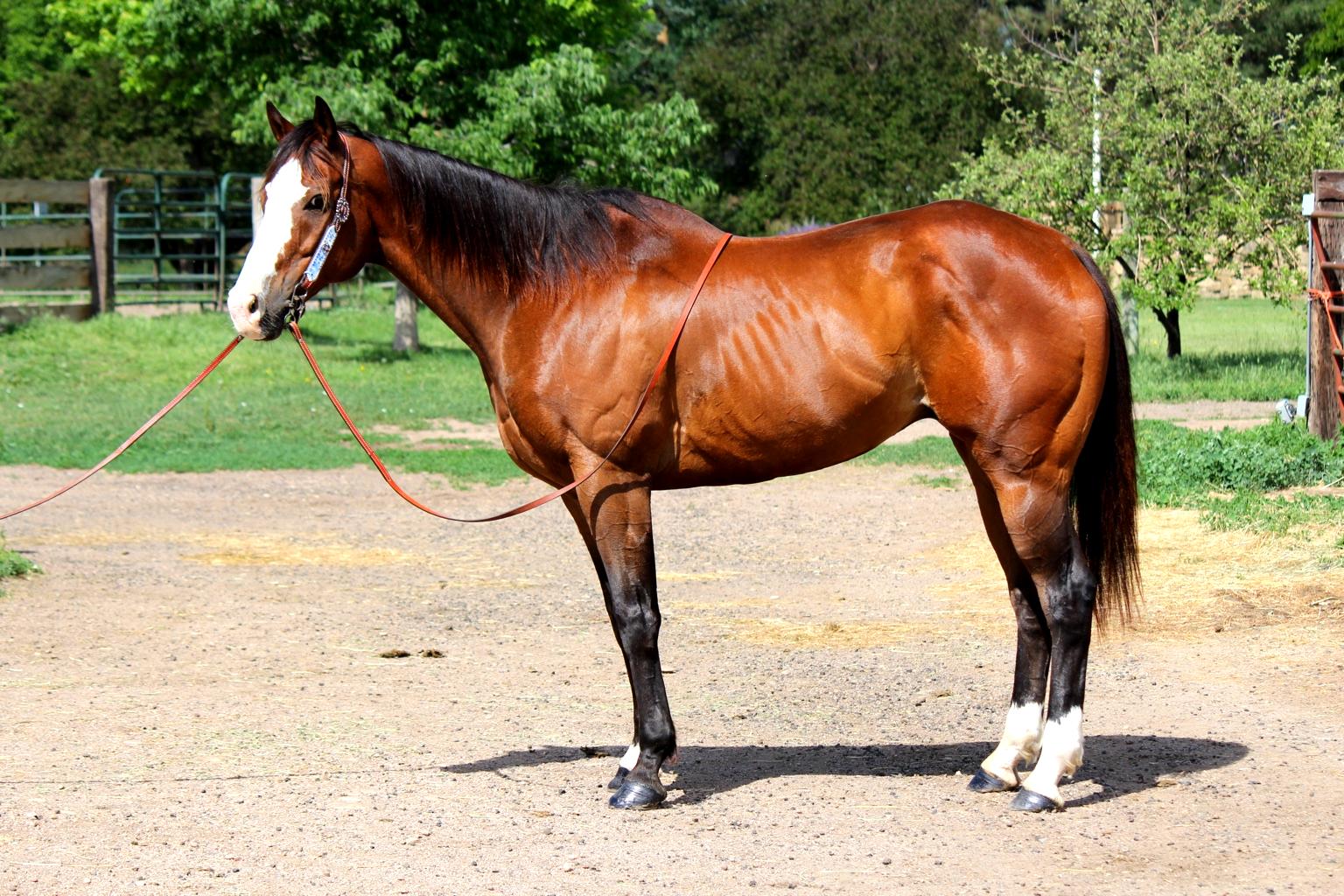 Corona Suerte | Magic Horse Auction