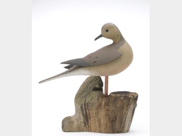 Mourning dove, JP Hand, Goshen, New Jersey.