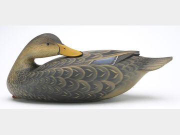 Florida mallard hen, George Strunk, Glendora, New Jersey