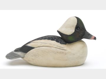 Bufflehead, Rich Smoker, Marion Station, Maryland