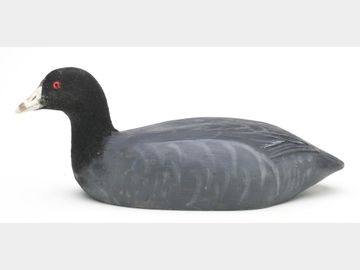 Coot, Roy LeGaux Sr., Meraux, Louisiana