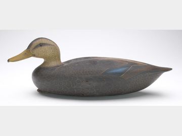 Black duck, Anthony Murray, Pungo, Virginia.