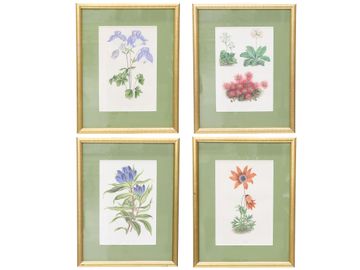 Collection of Four Reproduction Botanical Colored Lithographs Signed A.F.L.