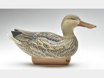 Excellent shoveler hen, Tom Christie, Lincoln, Nebraska