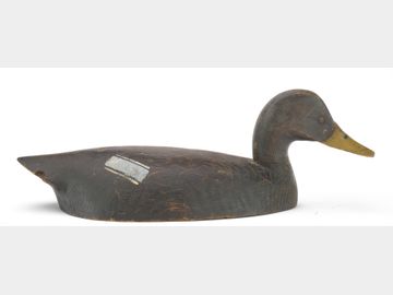 Black duck, William Clarke, Toronto, Ontario.