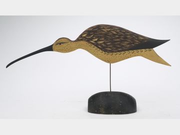 Curlew, Bob White, Tullytown, Pennsylvania.