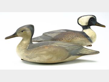 Pair of hooded mergansers, Reggie Birch, Chincoteague, Virginia