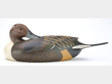 Pintail, John McLoughlin, Bordon Town, New Jersey