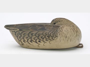 Sleeping green wing teal hen, Grayson Chesser, Jenkins Bridge, Virginia.