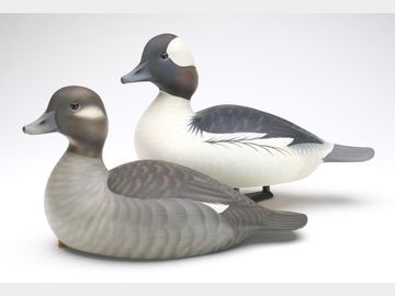 Pair of buffleheads, Joshua Brewer, Little Deer Isle, Maine.