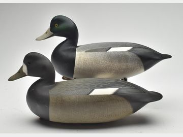 Pair of bluebills, Fredrick Brown, Brick, New Jersey