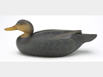 Black duck, George Strunk, Glendora, New Jersey