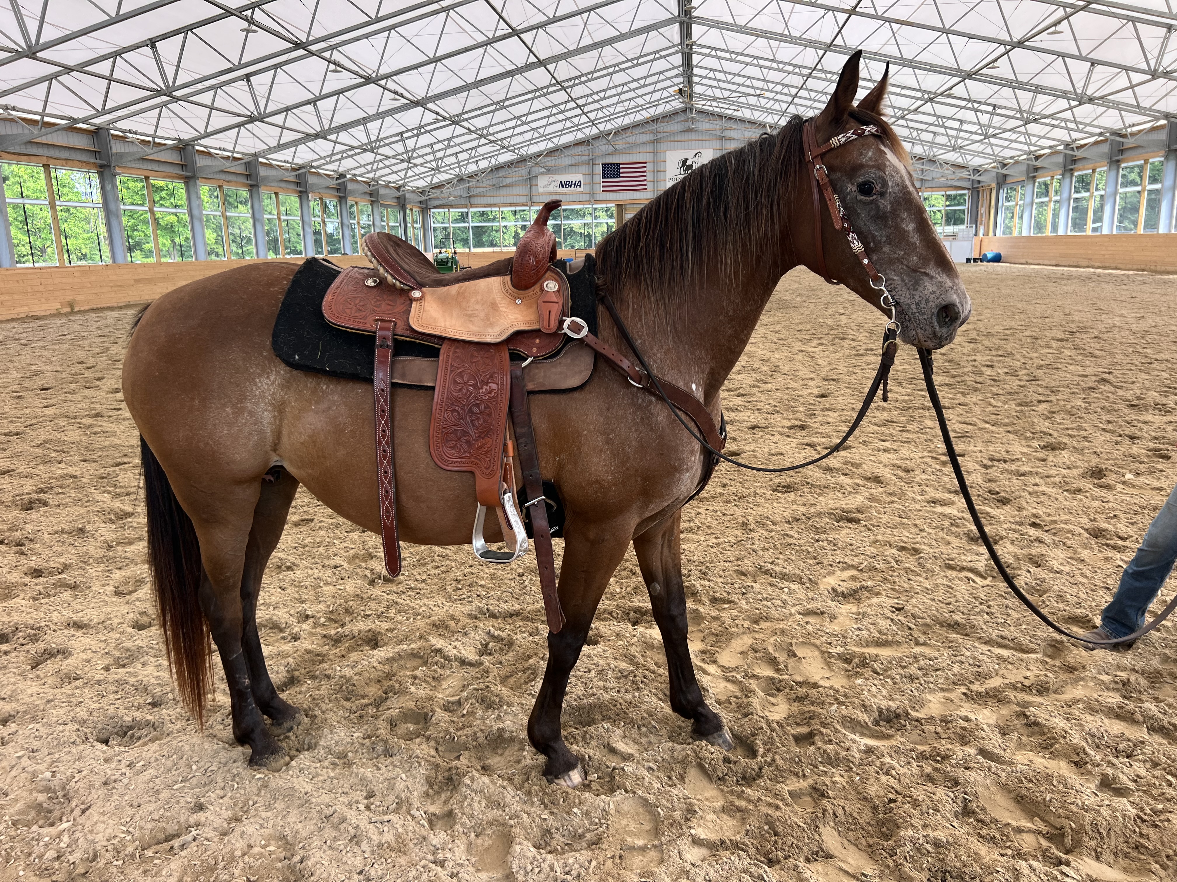 CHEYENNE | Magic Horse Auction