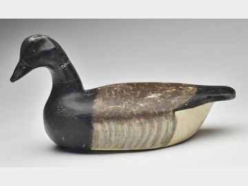 Brant, Cigar Daisey, Chincoteague, Virginia