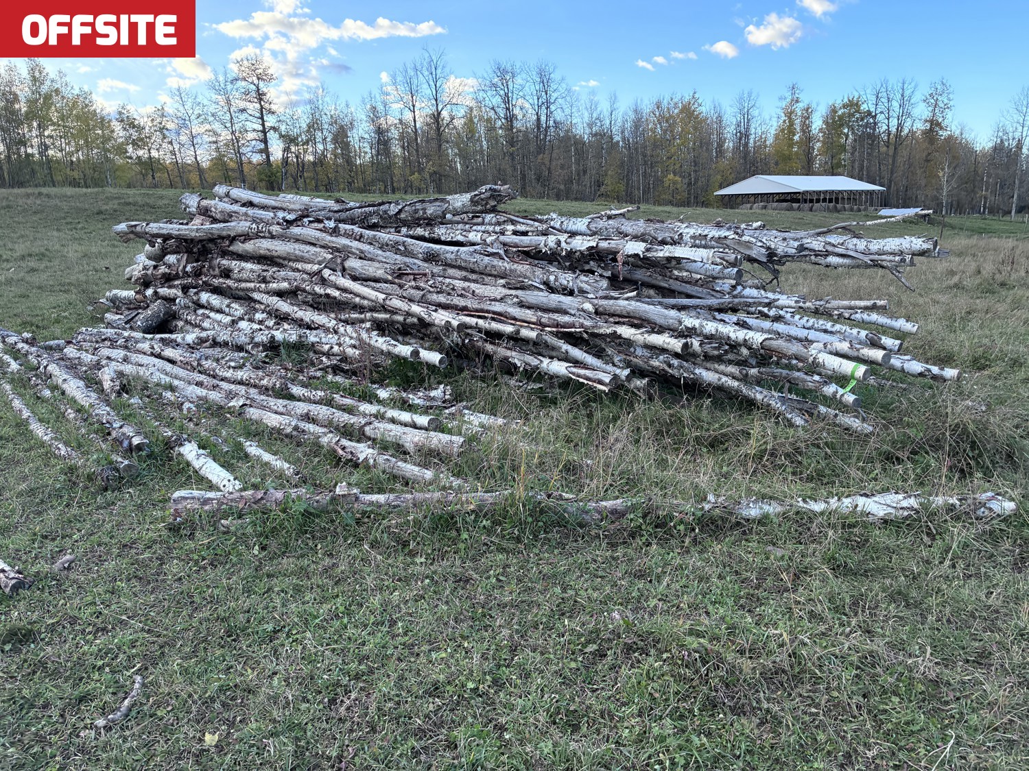 Firewood Logs(Birch, Poplar, Spruce Or Pine) [26JC57018-074] | Team ...
