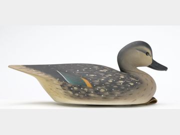 Green wing teal hen, Pete Peterson, Cape Charles, Virginia