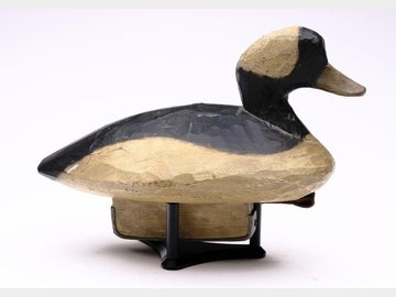 Bufflehead, Pete Peterson, Cape Charles, Virginia