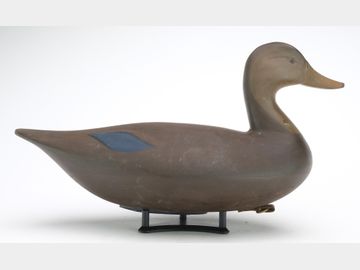 Black duck, Jerry Talton, Stella, North Carolina