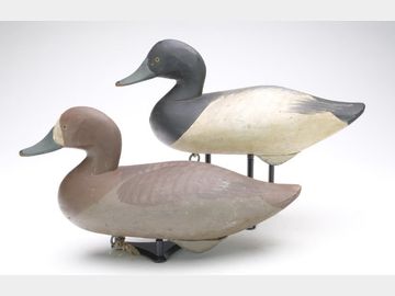 Pair of bluebills, Madison Mitchell, Havre de Grace, Maryland.